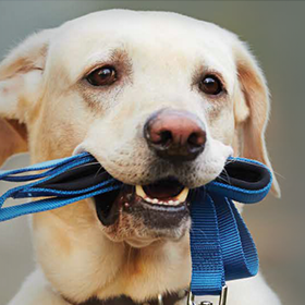 Animal Behavior Institute